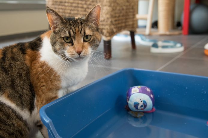 Katten spelen met water bij Dierencentrum de Ark in Harderwijk.