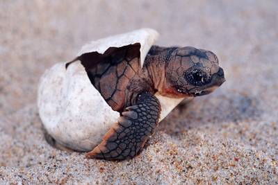 Nog nauwelijks mannelijke zeeschildpadden geboren in Florida door klimaatverandering
