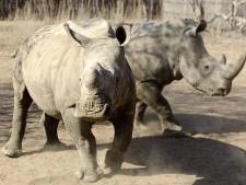 Nu al meer neushoorns gedood in Zuid-Afrika dan in heel 2011