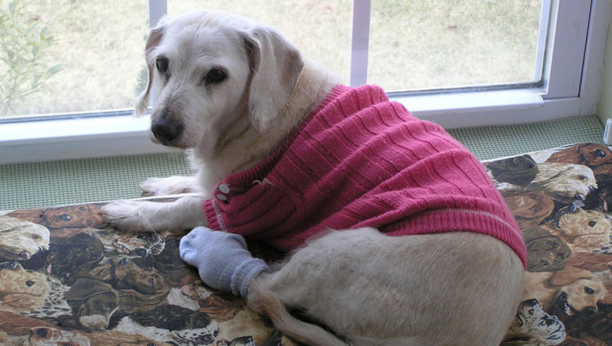 Oudste Hond Ter Wereld Overleden Het Parool