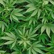 Koppen: Génération cannabis