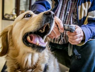 Meldingen van mishandelingen bij hondenschool: ‘Dit is niet de manier om met honden om te gaan’