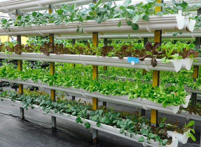 Vertical Farming. Foto: Shutterstock