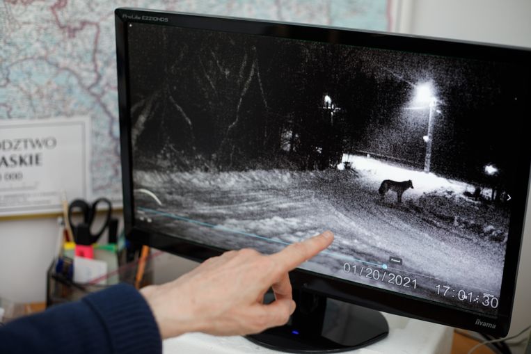 Videobeeld van de ‘vreemde vrouwtjeswolf’ die Bialowieza in trekt.  Beeld Piotr Malecki