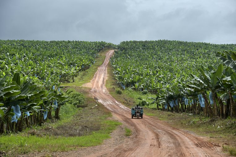 Een bananenplantage in Ivoorkust. Ook daar verdwijnt het tropisch regenwoud nog razendsnel.  Beeld AFP