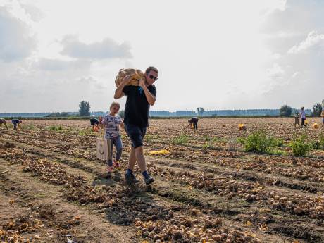 Minder hectares en tegenvallende oogsten. Wat is er aan de hand in dé uienprovincie van het land?