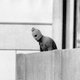 Rolf Bos beschrijft in ‘Een Duitse zomer’ hoe de Spelen van 1972 zo gruwelijk mis konden lopen
