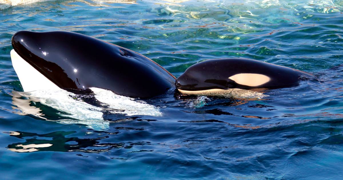 Orcas attack sailboats again, boat sinks a third time: ‘Revengeful behavior of one orca goes viral’ |  the animals