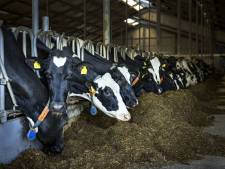 Grote hoeveelheden plastic aangetroffen in melk en vlees van koeien en varkens