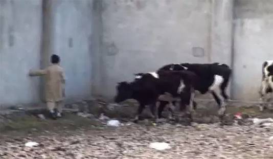 De kinderen van Osama bin Laden gooien met stenen naar de boerderijdieren.