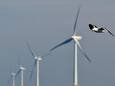 Meeuw bij windmolens voor de kust. Weidevogelbeschermers maken zich zorgen over mogelijke windmolens in het Beltrumse Veld.