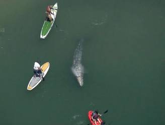 VIDEO: 4,5 meter lange walvis laat zich van wel erg dichtbij bewonderen in haven