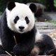 Schattig: reuzenpanda geboren in Ouwehands Dierenpark