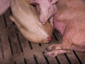 Naar buiten hangende ingewanden en gebrek aan hygiëne: zo gaat het er volgens GAIA aan toe in bedrijven die varkens kweken voor parmaham