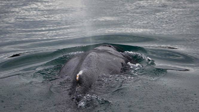 Walvis die vastzat in Franse riviermonding met succes bevrijd