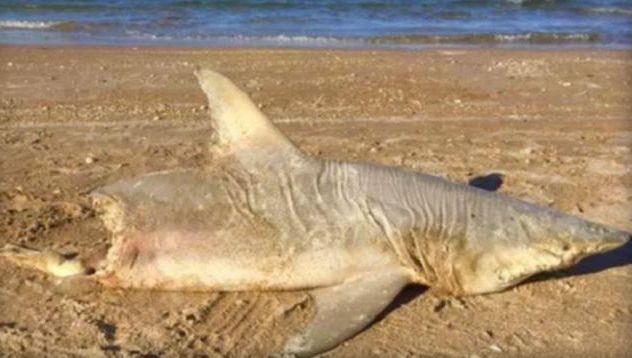 Volusia County Beach Safety Ocean Rescue