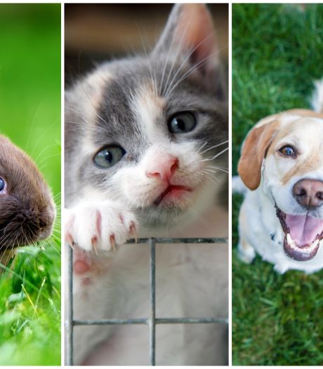 Een spuitje voor je kat, terwijl hij medisch te redden is: ‘Onverzekerde baasjes lopen tegen een financiële strop aan’