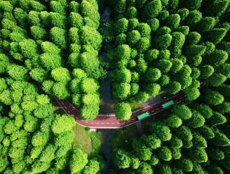 Onderzoek: wereldwijd herstel van bossen zou genoeg zijn om opwarming van de aarde te keren