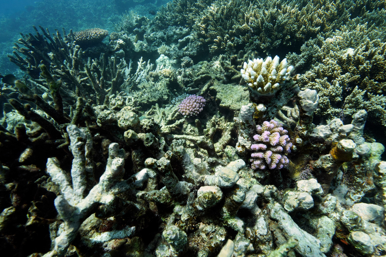 Waardevol koraalrif, zoals voor de kust van Oost-Australië, wordt bedreigd door opwarming van de aarde.