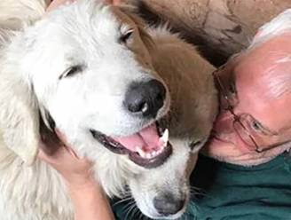 Onbevreesde hond loodst met succes geitenkudde door bosbranden in VS