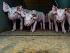 “Choquant et répugnant”: des images de GAIA montrent comment sont castrés les porcelets sans anesthésie