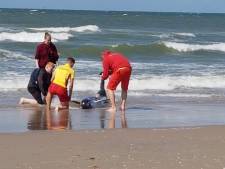 Aangespoelde dolfijn overlijdt op strand in Kijkduin