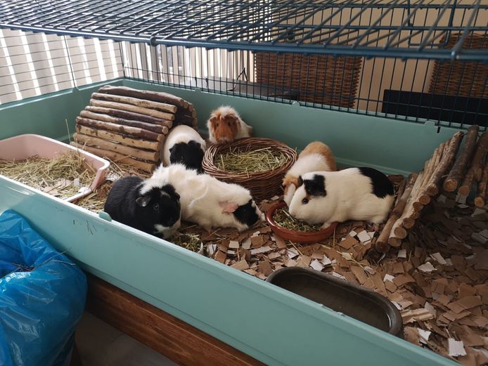 Inmiddels zijn de cavia's helemaal ongediertevrij.