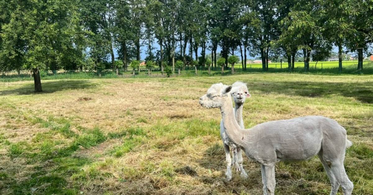 MIJN FOTO | Alpaca's doen hun winterjas lekker uit