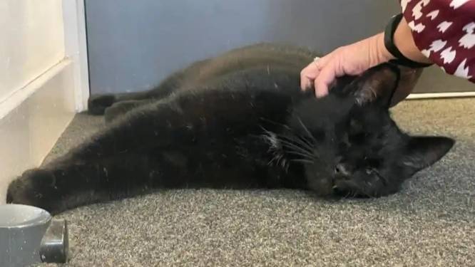 Vermiste kat na vijf jaar aangetroffen op Schots booreiland en herenigd met baasje