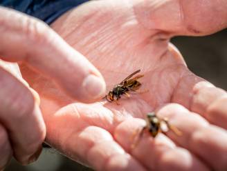 Gemeente organiseert infoavond over gevaarlijke Aziatische hoornaar, die fel in opmars is