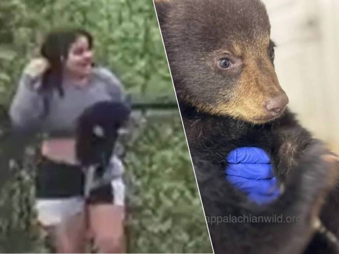 Nadat “idioten” beertjes uit boom trokken voor selfies: één berenwelpje kon niet meer herenigd worden met moeder en zit nu in opvang