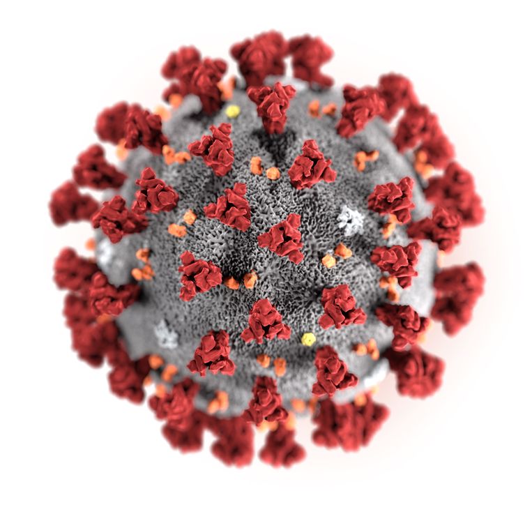 Het coronavirus is kleiner dan een cel of een bacterie: het zijn de ronde korreltjes. Beeld EPA