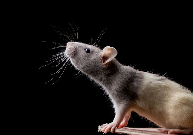 Dít moet je doen als je een rat (of muis) in huis hebt Beeld Getty Images/EyeEm