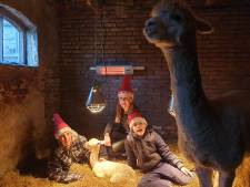 Uitzonderlijk: alpaca tijdens kerst geboren én naar wereldkampioen Max vernoemd