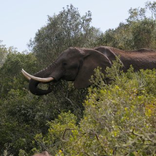‘Als we niets doen, sterft de Afrikaanse olifant uit’: WWF start een fondsenwerving