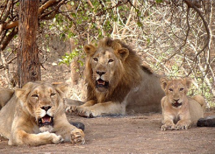 Aziatische leeuwen in het Gir-park.