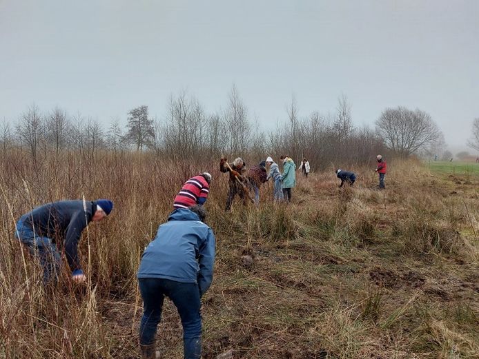 Vrijwilligers rooien de jonge bomen op het complex van Golfclub Zwolle.