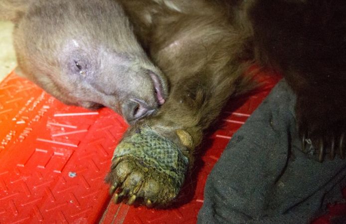 California Department of Fish and Wildlife