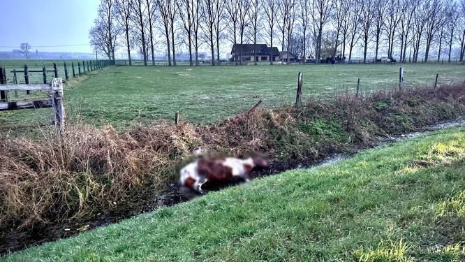 Losgebroken paard overleden na val in gracht