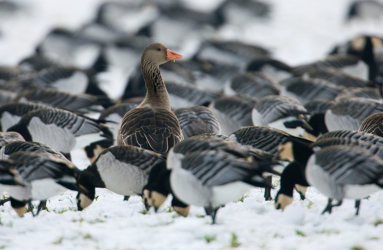  Een grauwe gans te midden van brandganzen.  Beeld ANP