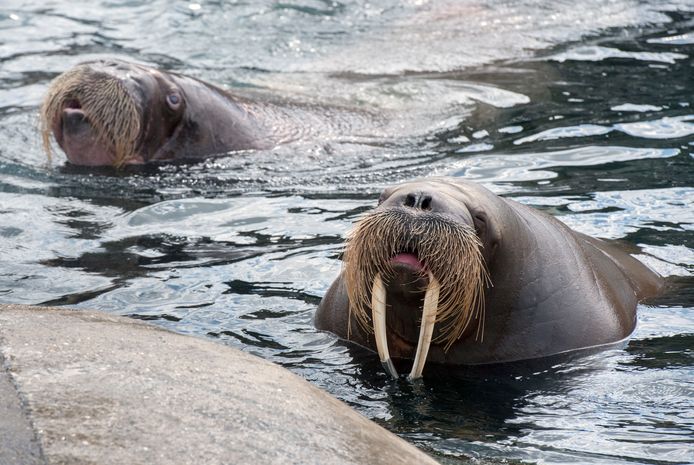 Walrussen in het Dolfinarium.