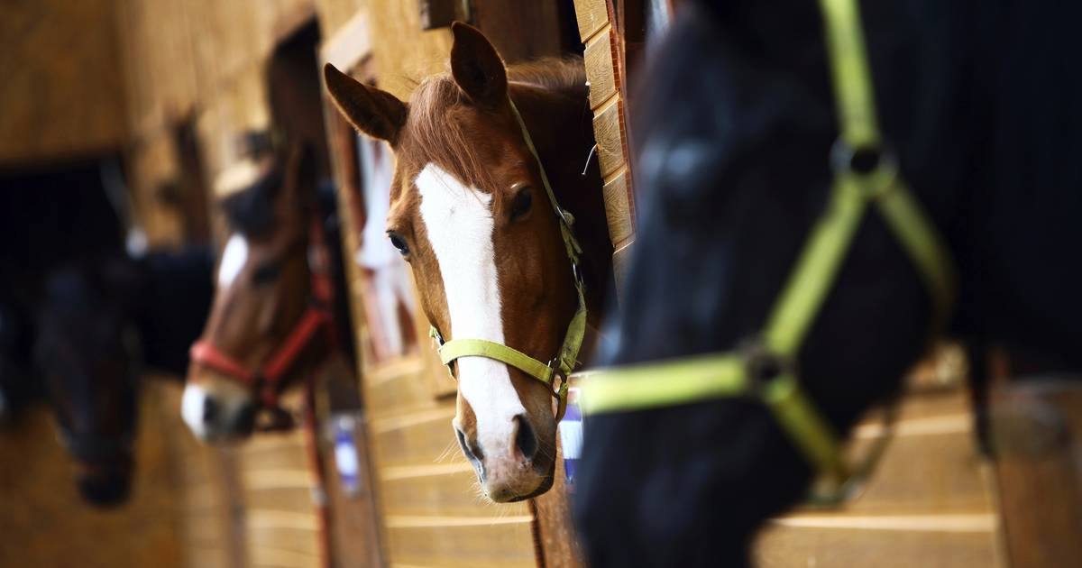 29 oktober: Coaching met paarden in Noordgouwe