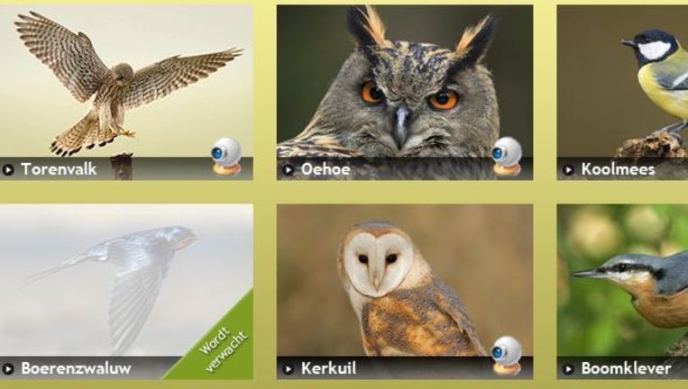 Weer vogeltjes via webcam | Het Parool