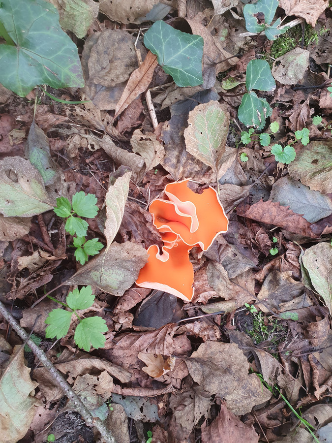 ‘Deze foto vanmiddag gemaakt tijdens wandeling in Het Weldam, nabij Goor. Het is de grote oranje bekerzwam.’