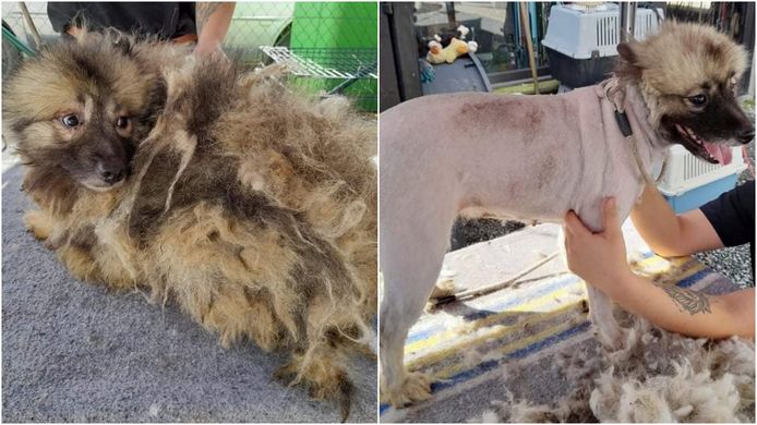 De inbeslaggenomen keeshonden die het Dierenasiel Ninove opvangt, worden nog volop getrimd of geschoren.