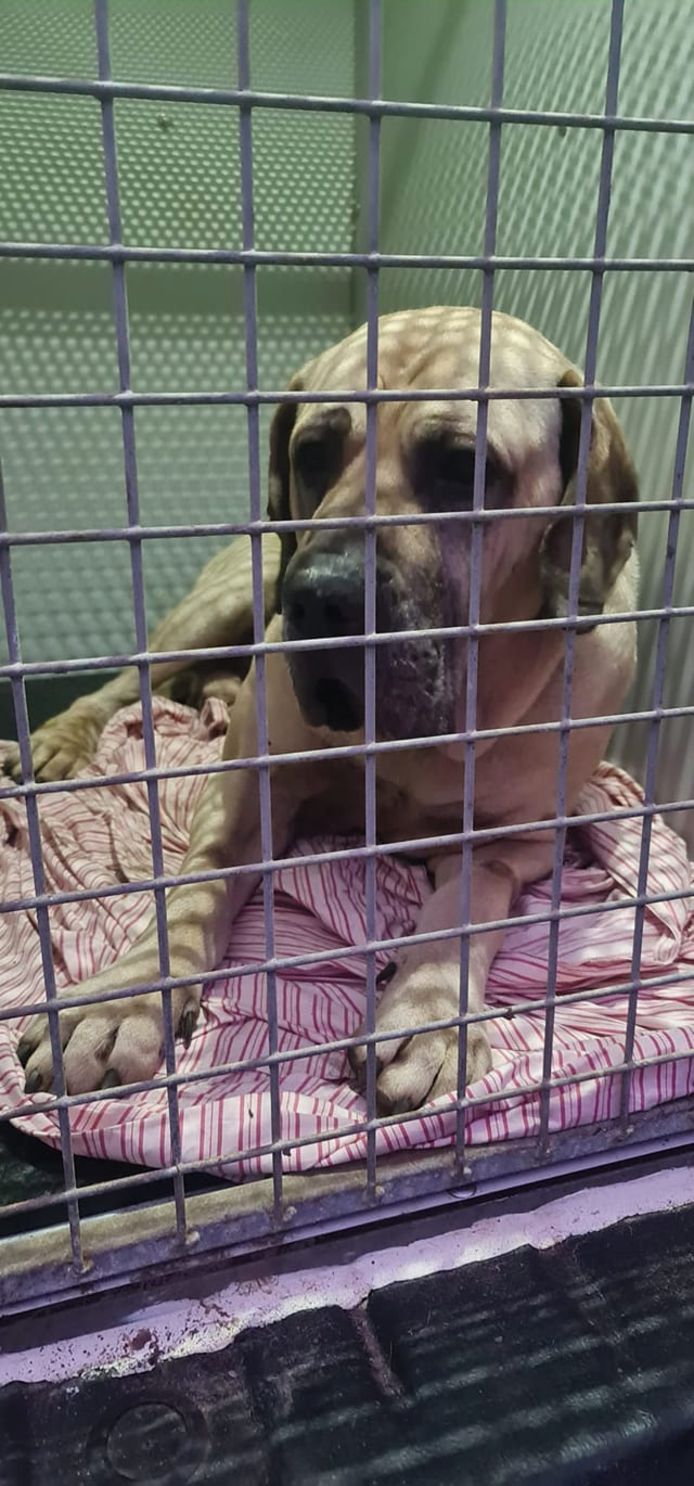 De hond werd in beslag genomen in Breda, omdat de eigenaren zich niet aan de voorwaarden van een tweede gedragstest hebben gehouden.