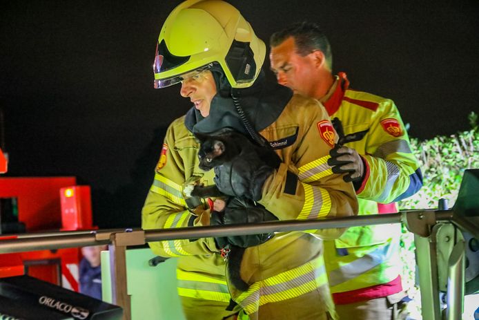 De jonge kat Streepje belandde gisteravond in de veilige armen van een brandweerman. Het beestje was in een boom geklommen waar het niet meer uitdurfde.