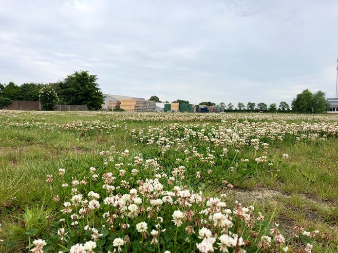 Plan Kelders, hier op archiefbeeld uit 2019. Op de achtergrond is fruitbedrijf Vogelaar Vredehof te zien.