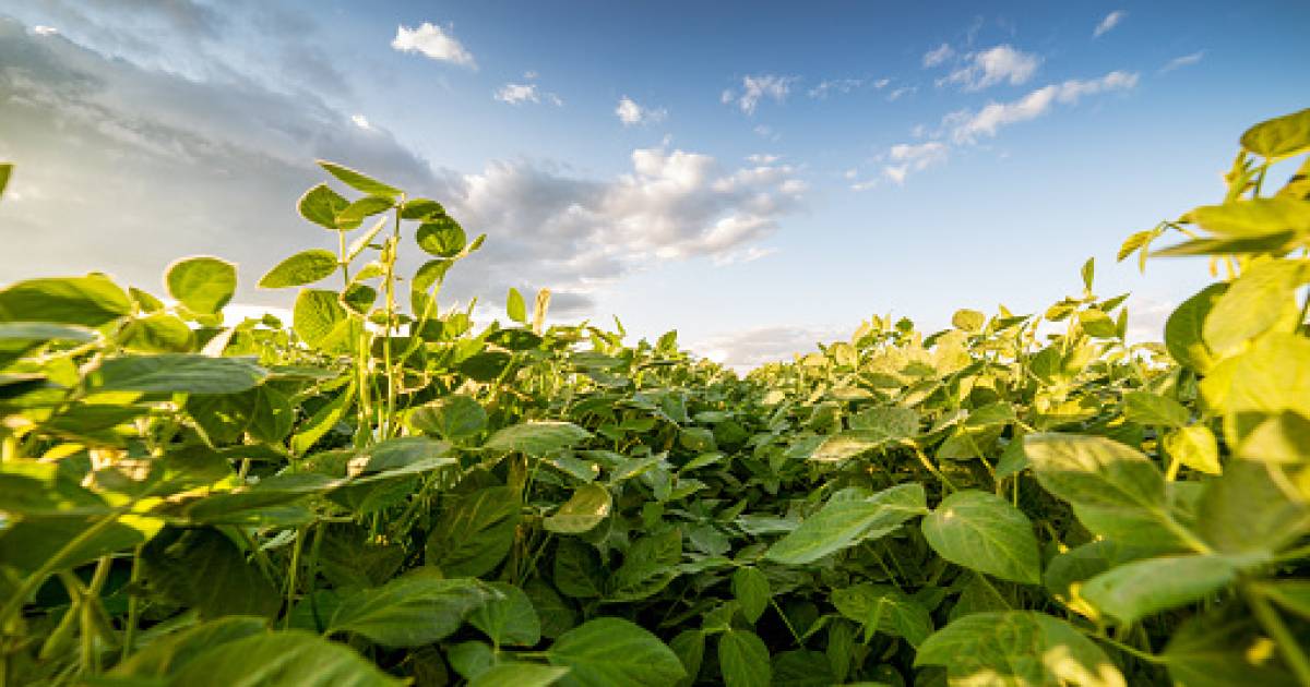 Magere oogst voor Zeeuws-Vlaamse sojatelers