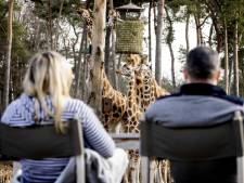 Safari Resort op Beekse Bergen gaat fors uitbreiden met 120 familiekamers en een nieuwe savanne